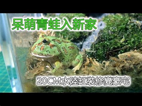 角蛙養在房間|綠角蛙飼養指南 ｜多品種零售及商品販售｜角蛙專賣店